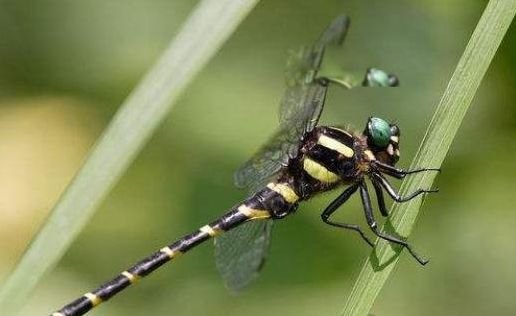 鬼蜻蜓是什么蜻蜓 世界最大蜻蜓图片