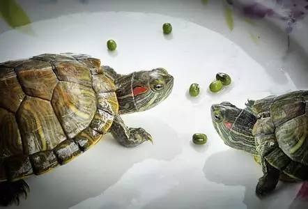 王八看绿豆是什么意思？