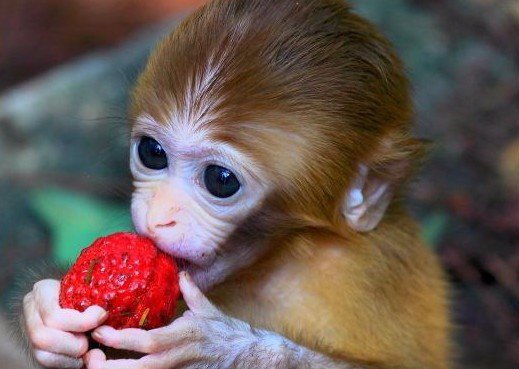 小猴的拼音怎么写