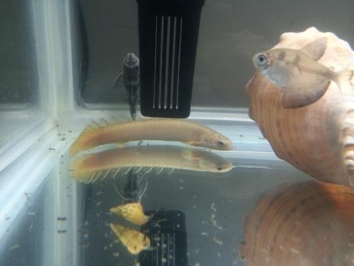 谁知道这是什么鱼？像泥鳅的这个