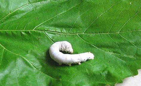 春蚕象征意义是什么