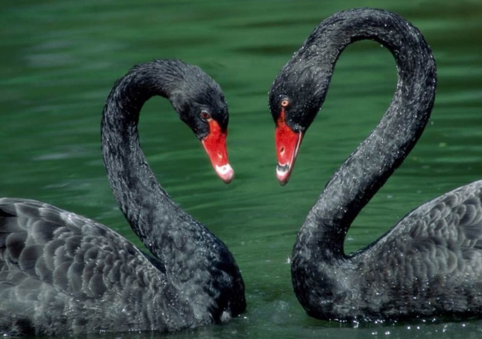 black swan是什么意思