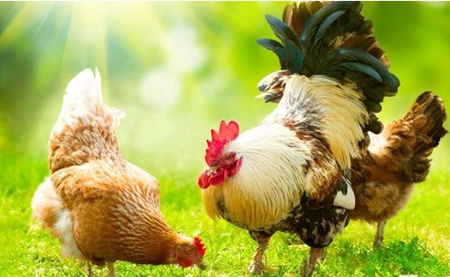 鸡的性交器是在泄殖腔吗