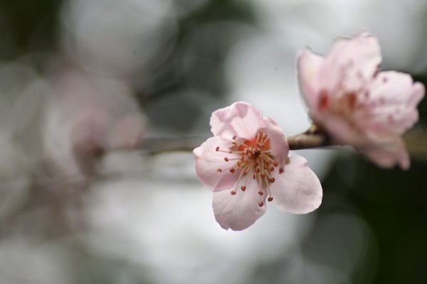 桃李不言自成蹊的蹊是什么意思