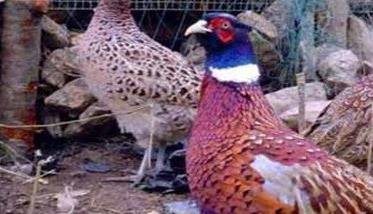 美国七彩山鸡和野山鸡有何不同