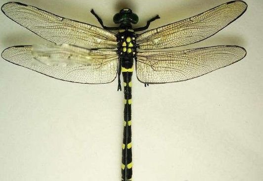 鬼蜻蜓是什么蜻蜓 世界最大蜻蜓图片