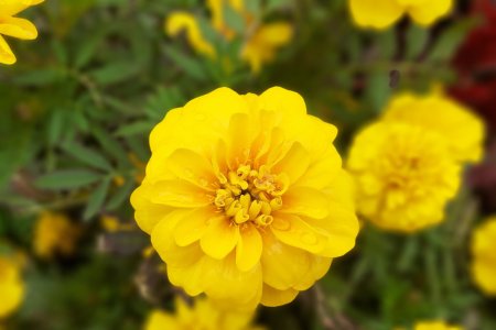 明艳是什么意思