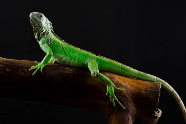 蝙蝠的天敌有哪些