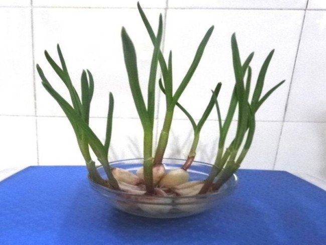 大蒜生长过程步骤图