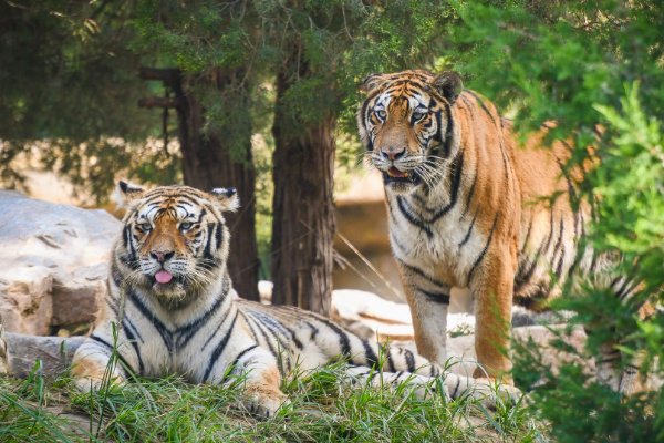 中国建立了几个国家公园