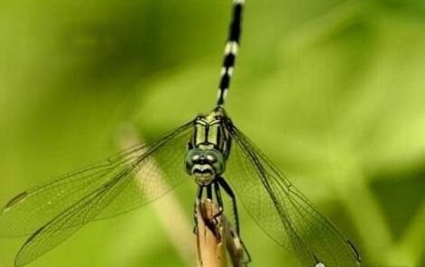 鬼蜻蜓是什么蜻蜓 世界最大蜻蜓图片