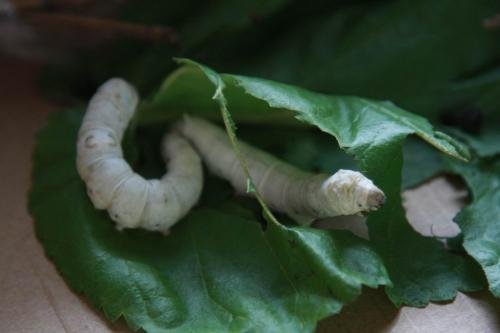 蚕的生命周期为几天?