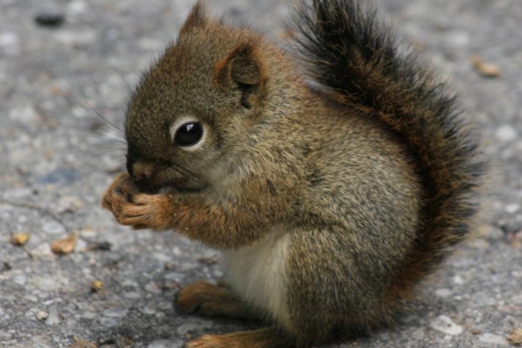 squirrels是什么意思