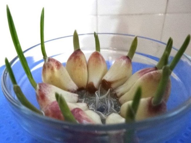 大蒜生长过程步骤图