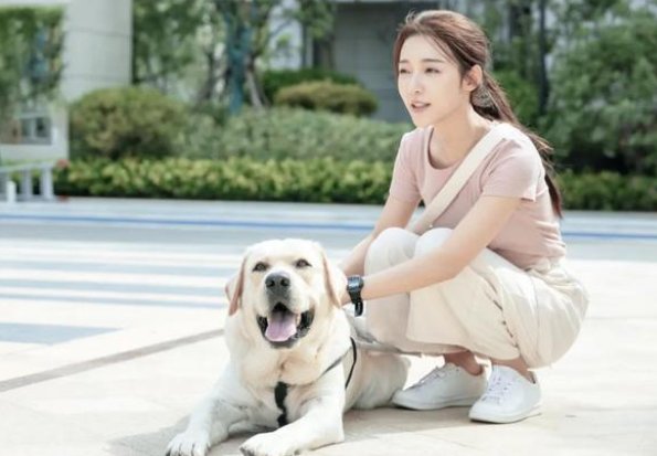 灵犬奇缘讲了什么故事？