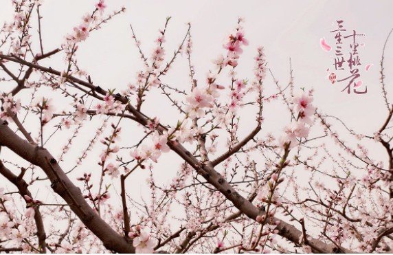 三生三世十里桃花抄袭了哪部小说？