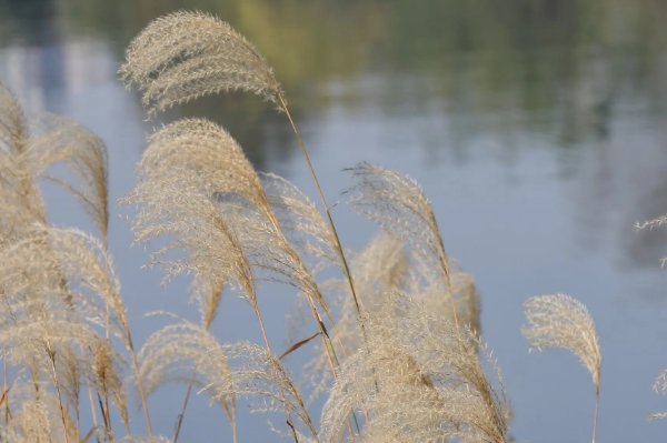 诗经中的蒹葭其实是几种植物