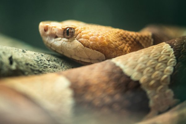 蝙蝠的天敌有哪些