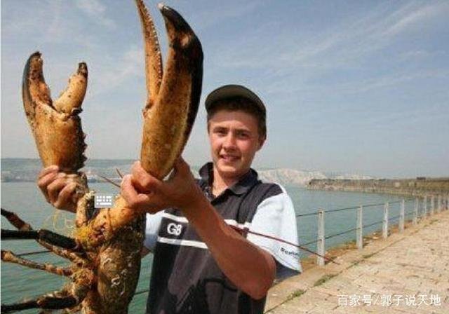 请问，世界上最大的龙虾有多大？