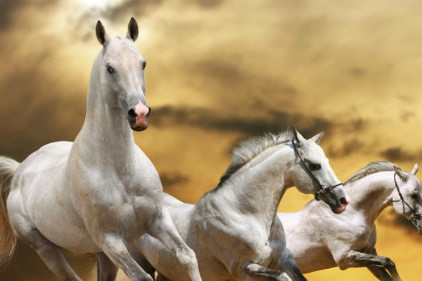 horseman是什么意思