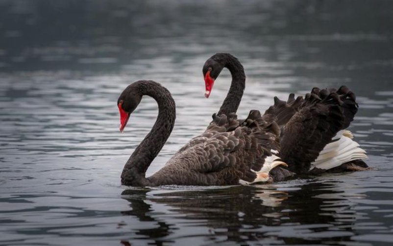 black swan是什么意思