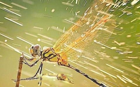 鬼蜻蜓是什么蜻蜓 世界最大蜻蜓图片