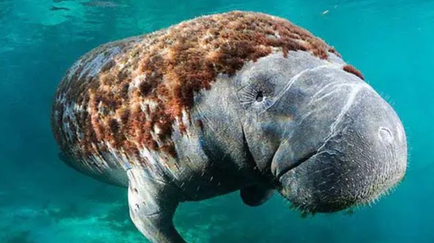 哪种海洋动物有水中除草机的功能