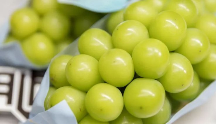 晴王是什么水果？