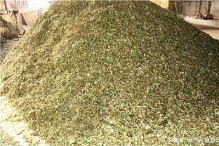 育肥牛精饲料配比方案都有哪些？