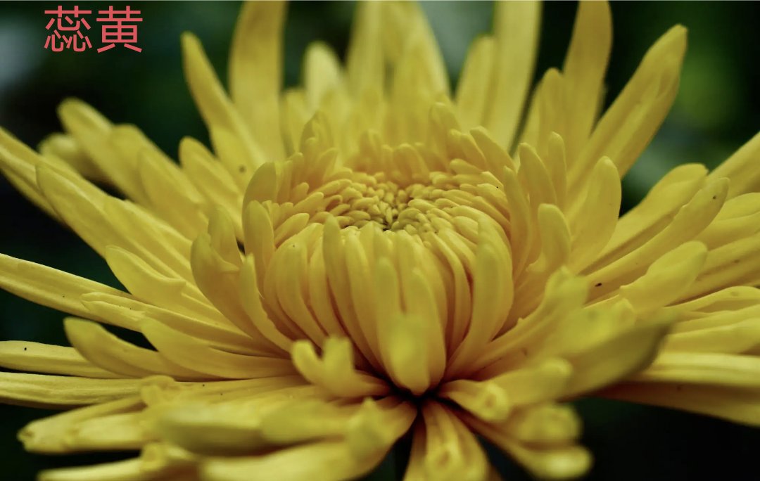 蕊有多少个读音