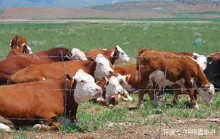 育肥牛精饲料配比方案都有哪些？