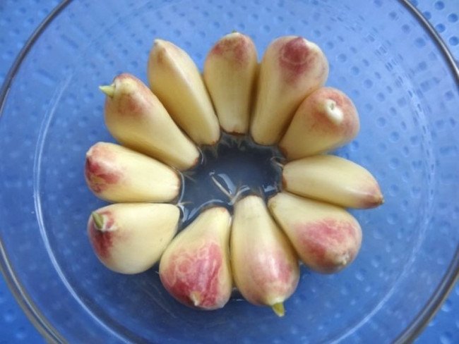 大蒜生长过程步骤图