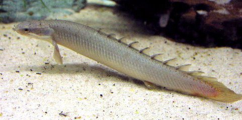 谁知道这是什么鱼？像泥鳅的这个