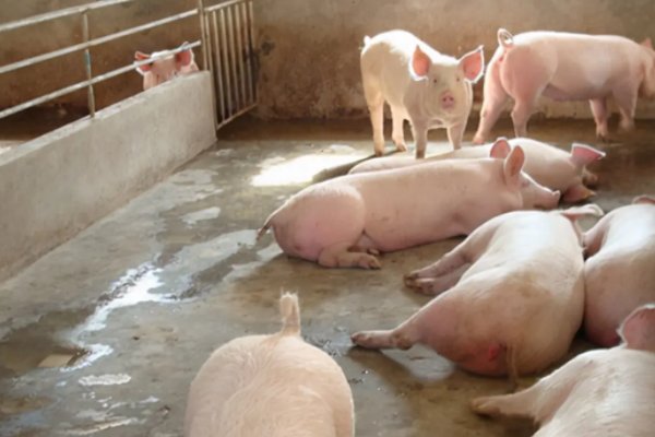 生猪价格已连降6周，造成其价格下降的原因是什么？