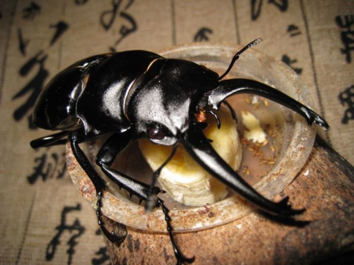 鬼艳锹形虫的生态习性