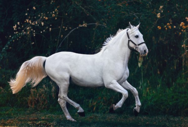 horseman是什么意思