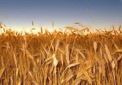 秋收万颗子的上一句是什么？