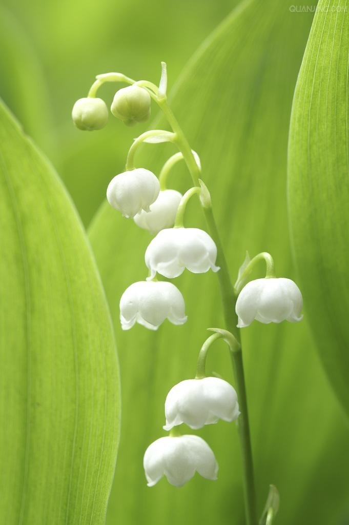 山内铃兰的演艺经历