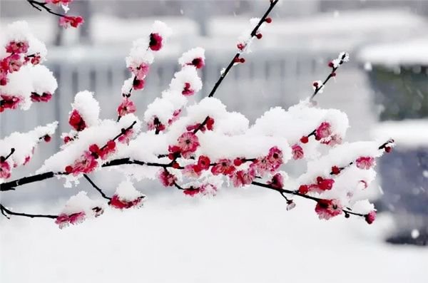不经一番寒彻骨，哪来梅花扑鼻香