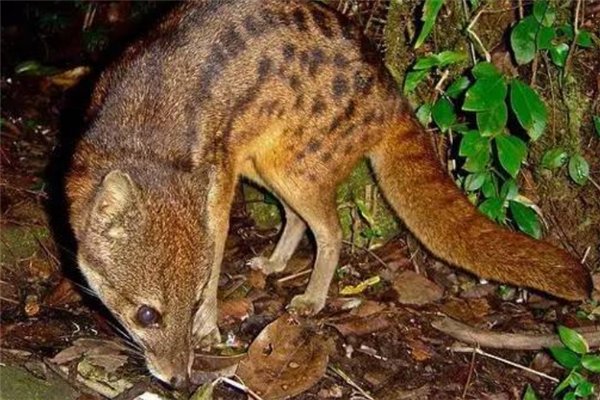 动物界中交配时间最长的动物是什么,最长多长时间?