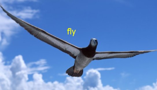 fly过去式是什么？