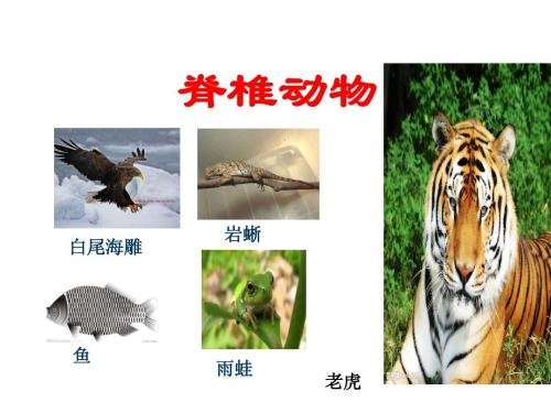 脊椎动物可分为五大类，每一类的主要特征？