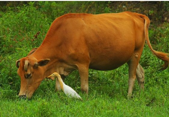 老黄牛比喻什么的人