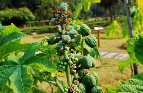 药用价值是什么意思？