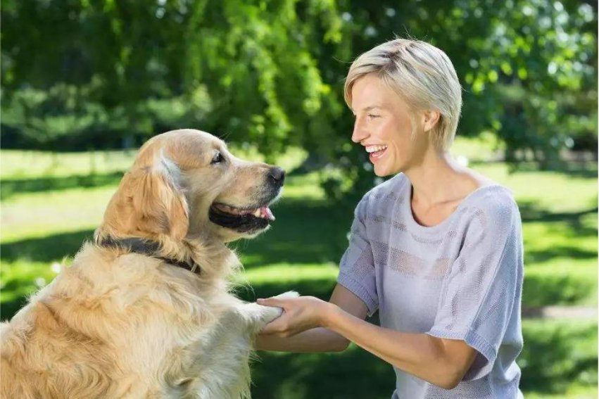 主人是什么意思