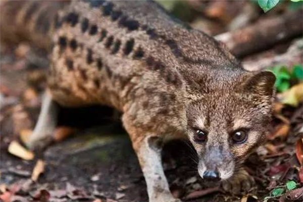 动物界中交配时间最长的动物是什么，最长多长时间？