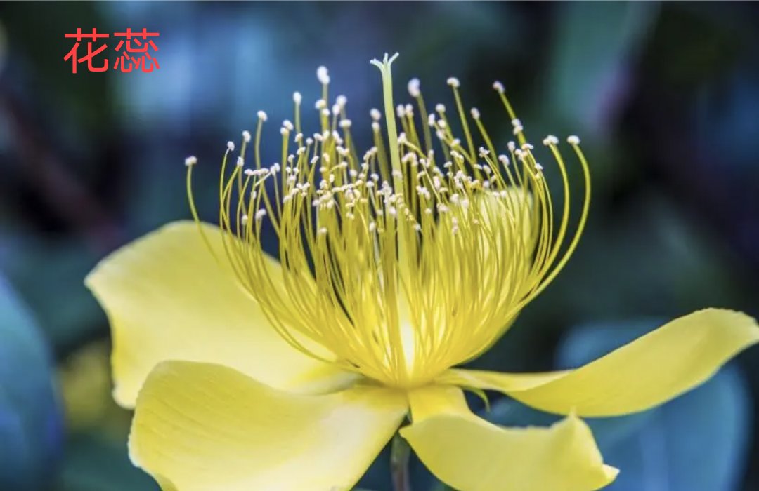 蕊有多少个读音