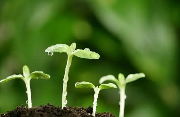 嫩芽的意思指什么