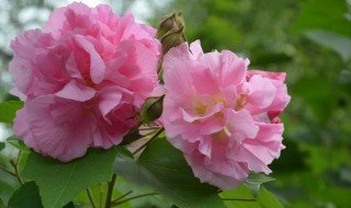 泡泡花是一种什么花，泡泡花学名是什么