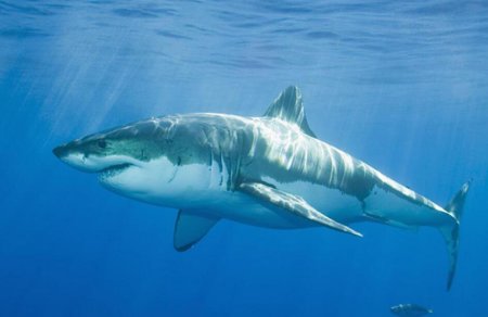 鲨鱼的天敌是什么